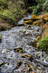 stream in the forest