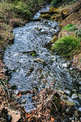 stream in the forest