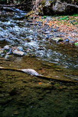 stream in the forest