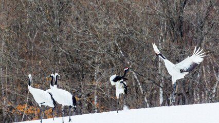 Obraz premium タンチョウ ダンス 求愛