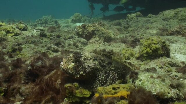 two scorpionfish sitting on seafloor in Caribbean waters, zoom in