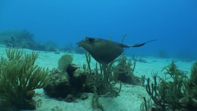 baby southern stingray swimming gracefully through coral reef with sandy bottom