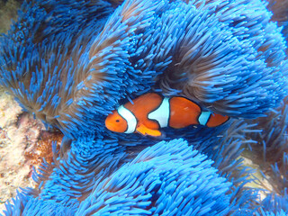 clownfish in anemone