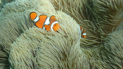 Anemonefish in its Anemone