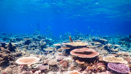 coral reef and sea