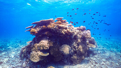 Great Barrier Reef Coral Reef