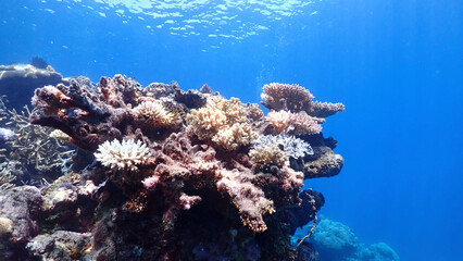 Fototapeta na wymiar Great Barrier Reef Coral 
