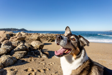 A dog playing on the beach