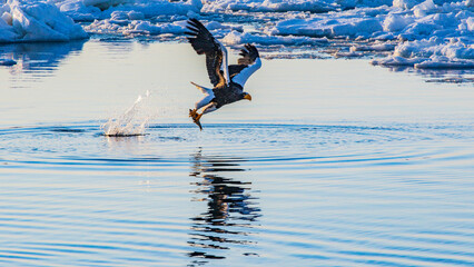 魚をキャッチしたオオワシ　流氷 © Yuuki Kobayashi
