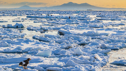 知床　冬　国後島と流氷　オオワシ © Yuuki Kobayashi