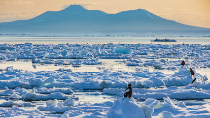 国後島とオオワシ　流氷　冬　羅臼　知床 © Yuuki Kobayashi
