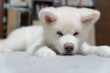 生後3ヶ月の白の秋田犬・仔犬