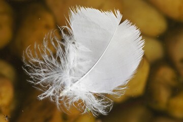 Cockatoo Feather floating on Water above Pebbles
