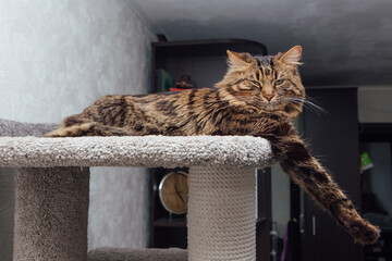 Long haired dark grey bengal cat laying on a soft cat's shelf of a cat's house.