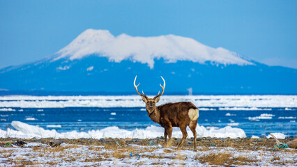 こちらを見るエゾシカ　国後島　流氷 © Yuuki Kobayashi
