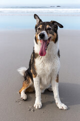 A dog playing on the beach
