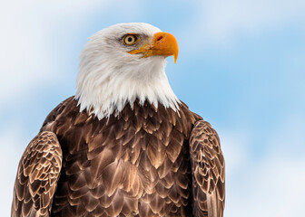 Bald Headed Eagle, close up shot with blurred background