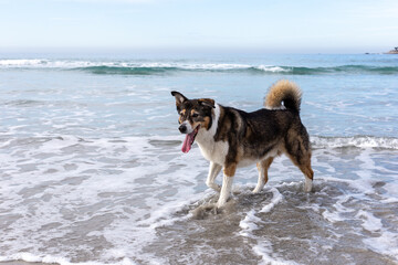 A dog playing on the beach