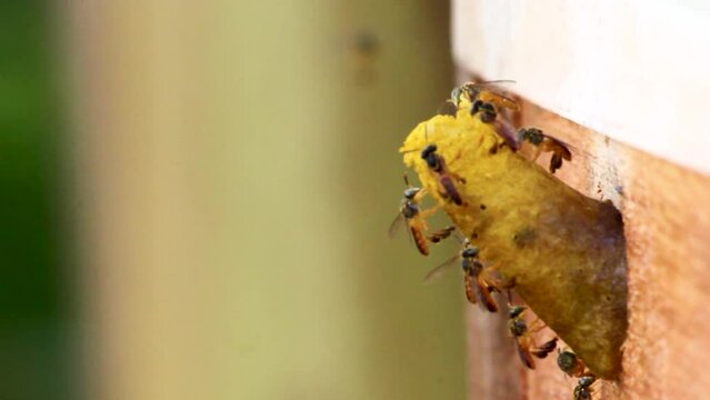 Entrance of brazilian Stingless bee Jatai or Tetragonisca Angustula