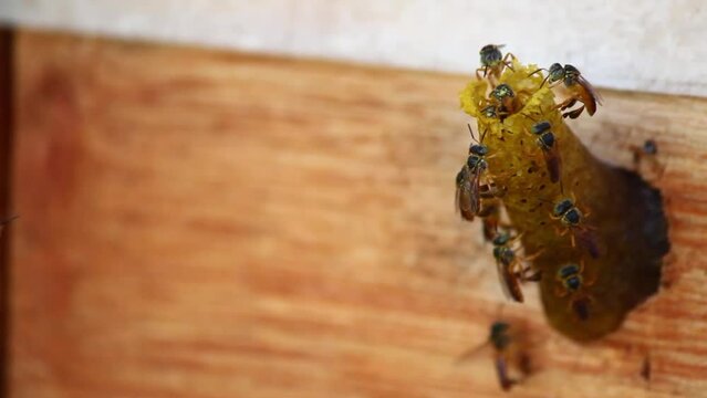 Brazilian Stingless bee Jatai or Tetragonisca Angustula