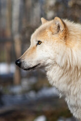 close up side portrait of a light coloured wolf-dog face, with shallow depth of field, background blurred