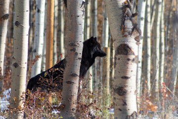 black high content wolf dog in the forest among birch trees