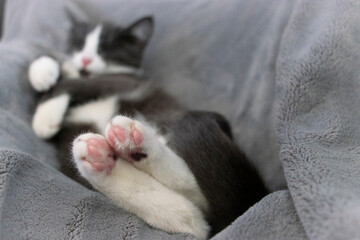 Sleeping kitten taken with bottom of feet paw pads in focus
