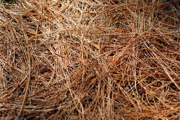 落ち葉　自然の模様