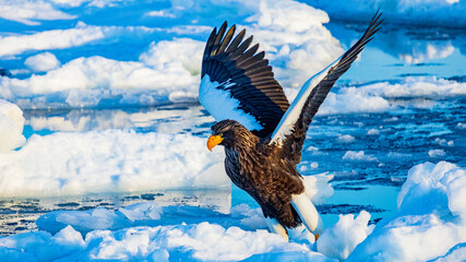 羽を広げるオオワシ　流氷　冬 © Yuuki Kobayashi
