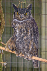 Shubenacadie Wildlife Park, Nova Scotia, Canada