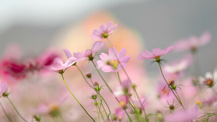 Cosmos flower field beautiful bloom, The wind hit the trees, moving around.