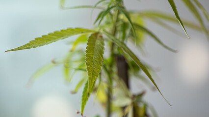 marijuana life lift up,have copy space.