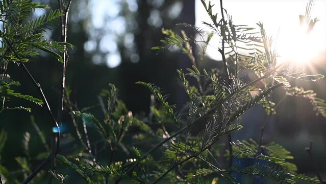 espinillo tree sprout in slow motion