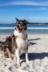 A dog playing on the beach