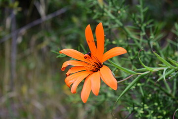 orange tiger lily flower Nature Wildness