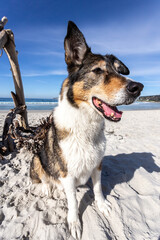 A dog playing on the beach