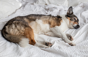 A dog sleeping in the bed