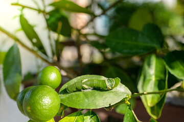 Beautiful green caterpillar crawling on lemon tree.