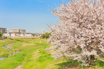 晴天での川沿いの桜