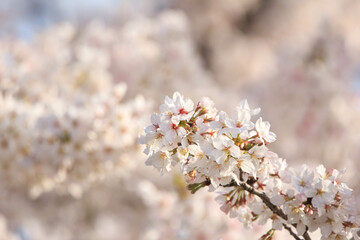 晴天での夕日に染まる桜