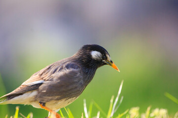 生命力あふれた陽だまりの野鳥と草