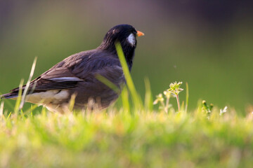 生命力あふれた陽だまりの野鳥と草