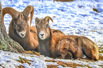 Shubenacadie Wildlife Park, Nova Scotia, Canada