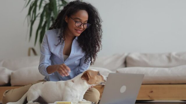 Young woman stroking dog and having video call in front of laptop in home room spbi. 4k video Closeup view of american african female touches cute pet and looks at computer screen, waves hand and