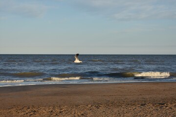 sailboat on the beach Seagull 