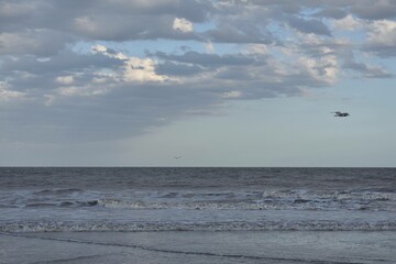 seagulls on the beach sea Vacations 