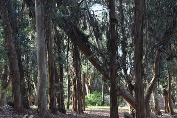 Fototapeta premium Forest Landscape