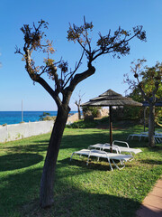 Sun umbrella made of natural materials, sun loungers on the grass on the Mediterranean coast, a tree and a blue cloudless sky.