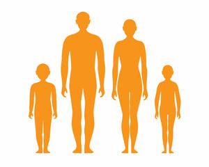 Silhouette of human body anatomy in standing position, adult male female and kids