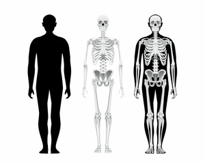 Human body anatomy, skeletal system, male person skull bones illustration